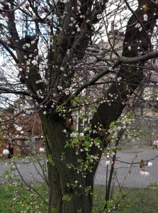 blossom tree 1